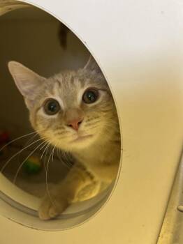 Dumpling -  Domestic Short Hair Cat for Adoption in Sparta, Illinois - Dumpling | PetCurious
