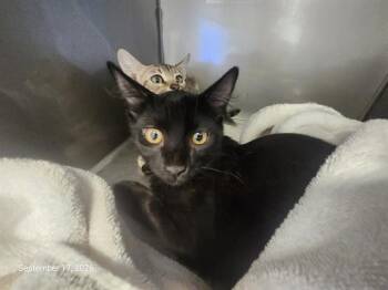 GIZMO* -  Domestic Short Hair Cat for Adoption in Santa Cruz, California - GIZMO* | PetCurious