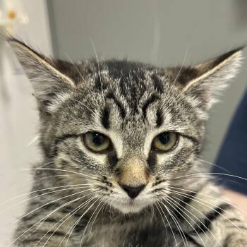 Maki -  Domestic Long Hair Cat for Adoption in Charleston, West Virginia - Maki | PetCurious
