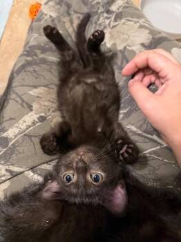 Transistor -  Domestic Short Hair Cat for Adoption in Cincinnati, Ohio - Transistor | PetCurious