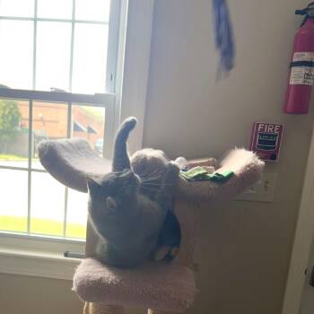 Chase -  Domestic Short Hair Cat for Adoption in Ashland, Massachusetts - Chase | PetCurious