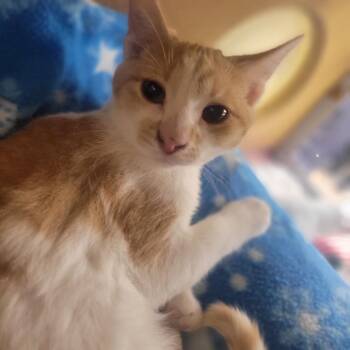 Domestic Short Hair Cats Available for Adoption - Soosa | PetCurious