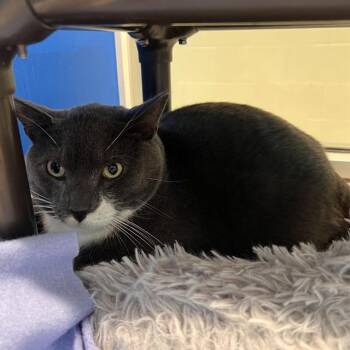 KITTY -  Domestic Short Hair Cat for Adoption in Methuen, Massachusetts - KITTY | PetCurious