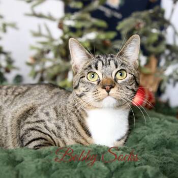 Domestic Short Hair Cats Available for Adoption - Bobby Socks | PetCurious