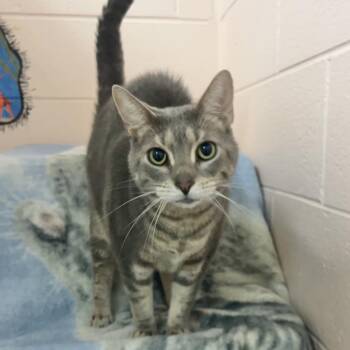Tom -  Domestic Short Hair and Mixed Breed Cat for Adoption in Owosso, Michigan - Tom | PetCurious