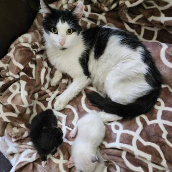Barbara 53609 -  Domestic Long Hair Cat Available for Adoption in Las Vegas, Nevada - Barbara 53609 | PetCurious