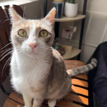Domestic Short Hair Cats Available for Adoption in Bryan, Texas - Mama Loveseat  | PetCurious