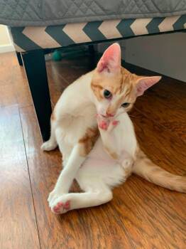 Cosworth -  Domestic Short Hair and Tabby Cat for Adoption in Santa Clara, California - Cosworth | PetCurious
