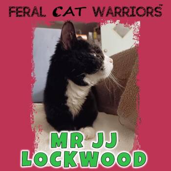 Mr. J.J. Lockwood -  Domestic Short Hair Cat for Adoption in Squamish, British Columbia - Mr. J.J. Lockwood | PetCurious