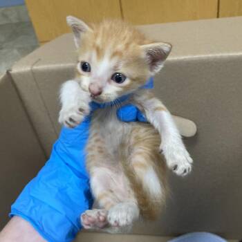 Defender -  Domestic Short Hair Cat for Adoption in Galveston, Texas - Defender | PetCurious