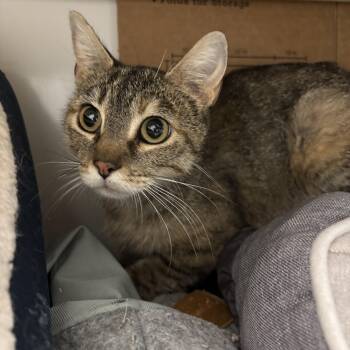 Rescue Extra Toes Cat Hemingway Polydactyl Cats for Adoption in Richland Center, Wisconsin - Katie | PetCurious