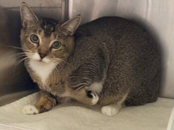 Timberlake -  Domestic Short Hair Cat for Adoption in New York, New York - Timberlake | PetCurious