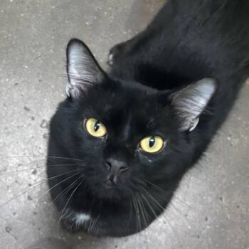 Gibson -  Domestic Short Hair Cat for Adoption in Springfield, Missouri - Gibson | PetCurious