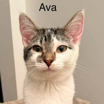 Tabby Cats Available for Adoption - Ava | PetCurious