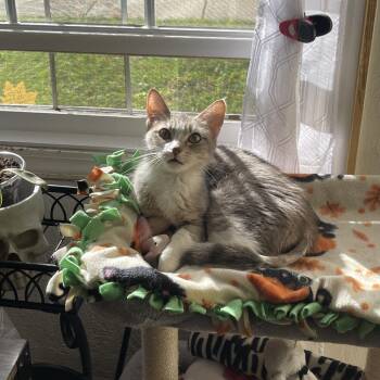 Inside Out -  Domestic Short Hair Cat for Adoption in Matteson, Illinois - Inside Out | PetCurious