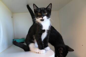 Meteor -  Domestic Short Hair Cat for Adoption in Mccall, Idaho - Meteor | PetCurious