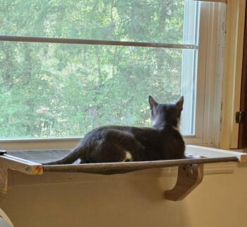 Domestic Short Hair Cats Available for Adoption in Warner Robins, Georgia - Bazinga! | PetCurious