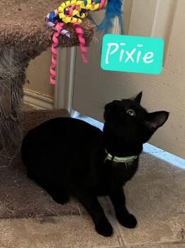 Domestic Short Hair Cats Available for Adoption - Pixie | PetCurious