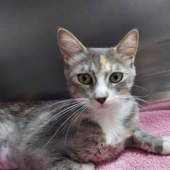 Patches -  Domestic Short Hair Cat for Adoption in Lake Havasu City, Arizona - Patches | PetCurious