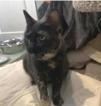 Domestic Short Hair and Tortoiseshell Cats Available for Adoption in Larkfield-wikiup, California - Sugar | PetCurious