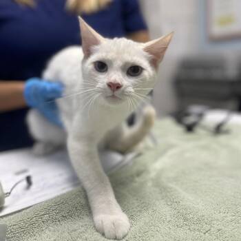 Bicycle -  Domestic Short Hair Cat for Adoption in Riverside, California - Bicycle | PetCurious