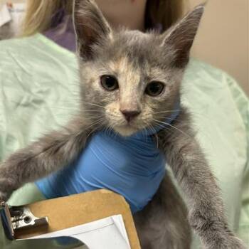 Mozzarella Stick -  Domestic Short Hair Cat for Adoption in Tempe, Arizona - Mozzarella Stick | PetCurious