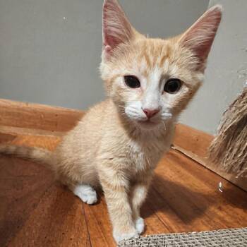 Grant- Best Friends with Roland -  Domestic Short Hair Cat for Adoption in West Jefferson, Ohio - Grant- Best Friends With Roland | PetCurious
