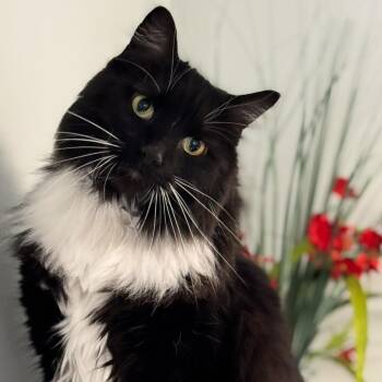 Domestic Long Hair Cats Available for Adoption - Summer  | PetCurious