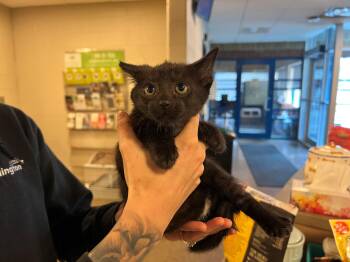 Mario CS-282/26 -  Domestic Short Hair Cat for Adoption in Burlington, Ontario - Mario CS-282/26 | PetCurious