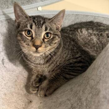 Cove -  Domestic Short Hair Cat for Adoption in Pittsford, Vermont - Cove | PetCurious