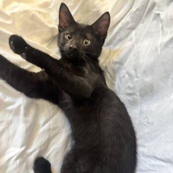 Rescue Domestic Short Hair Cats for Adoption in Beaumont, Texas - Kittens | PetCurious