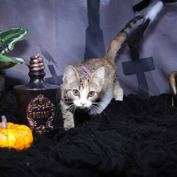 Rescue Domestic Short Hair and Calico Cats for Adoption in Lucas, Texas - Rorie | PetCurious