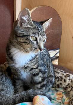 Scout -  Domestic Short Hair Cat for Adoption in Eureka, California - Scout | PetCurious