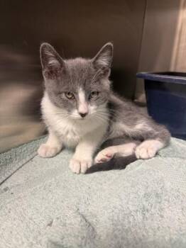 Winnie -  Domestic Short Hair Cat for Adoption in Harbor Springs, Michigan - Winnie | PetCurious