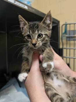 Domestic Short Hair Cats Available for Adoption in Kingsland, Georgia - Bourbon Street Taco | PetCurious