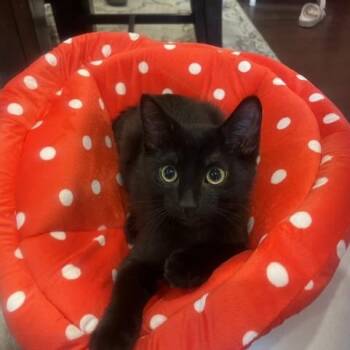 Gromp -  Domestic Short Hair Cat for Adoption in Salt Lake City, Utah - Gromp | PetCurious