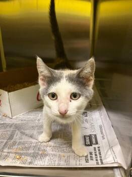 Potato Cannon -  Domestic Short Hair Cat for Adoption in Jackson, Tennessee - Potato Cannon | PetCurious
