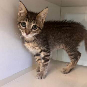 Domestic Short Hair Cats Available for Adoption in Wheeling, Illinois - Beach Ball | PetCurious