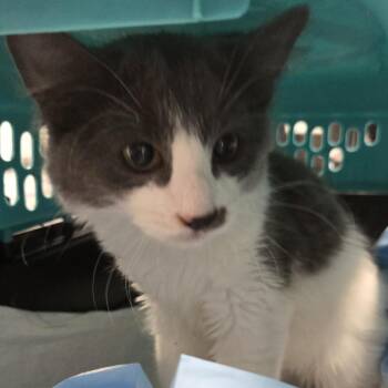 Hat -  Domestic Short Hair Cat for Adoption in Newark, New Jersey - Hat | PetCurious