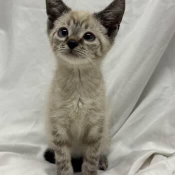 Chase -  Siamese Cat for Adoption in Fredericksburg, Virginia - Chase | PetCurious