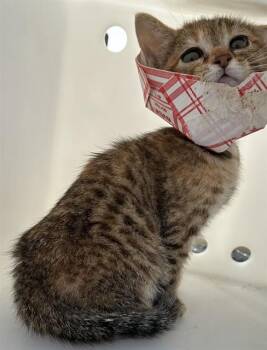 Domestic Short Hair Cats Available for Adoption in Palmetto, Florida - A136494 | PetCurious
