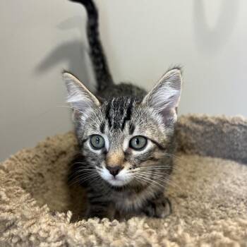 Barnacle (White Collar) -  Domestic Short Hair Cat for Adoption in Puslinch, Ontario - Barnacle (White Collar) | PetCurious