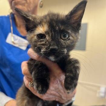 Rescue Domestic Short Hair Cats for Adoption in Lake Panasoffkee, Florida - Pumpkin | PetCurious