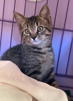 Rescue Domestic Short Hair Cats for Adoption in Westfield, New York - Avonelle | PetCurious