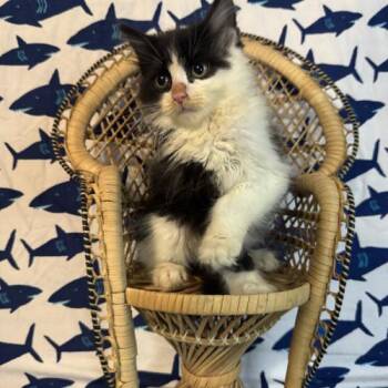 Manchester United -  Domestic Medium Hair Cat for Adoption in Toms River, New Jersey - Manchester United | PetCurious