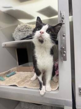 Domestic Short Hair Cats Available for Adoption in Phoenixville, Pennsylvania - Tux | PetCurious