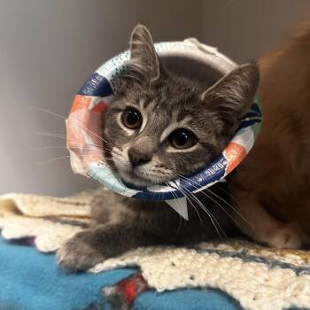 Kylo Hen -  Domestic Short Hair Cat for Adoption in Dearborn, Michigan - Kylo Hen | PetCurious