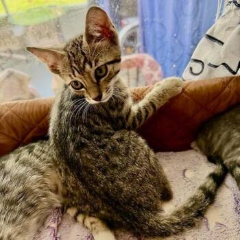 Banks -  Domestic Short Hair Cat for Adoption in Jupiter, Florida - Banks | PetCurious