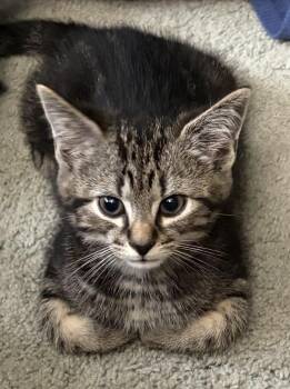 Mario -  Domestic Short Hair Cat for Adoption in Andover, Connecticut - Mario | PetCurious