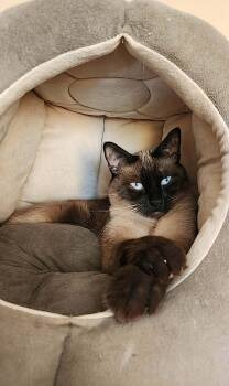 Keanu - bonded with Ai -  Siamese and American Shorthair Cat for Adoption in San Jose, California - Keanu - Bonded With Ai | PetCurious